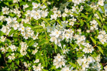 White jasmine blossoms. Jasmine bush blooms.