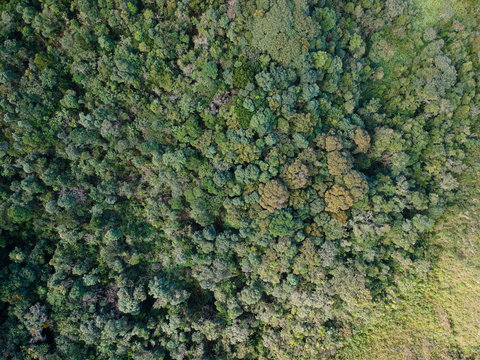 Aerial view of forest, various trees