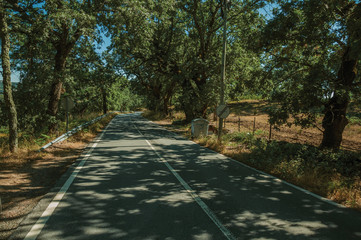Obraz premium Countryside road shaded by lined trees