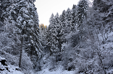 Snow covers trees and forests