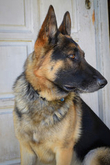 German shepherd dog, guarding position in front of house door
