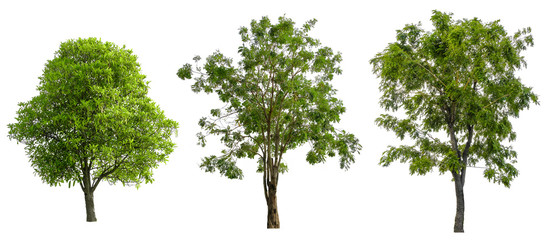 Trees Isolated on white background , Suitable for use in architectural design and decoration work.