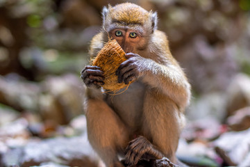 Cute Monkey Eating