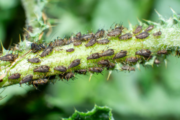 aphids