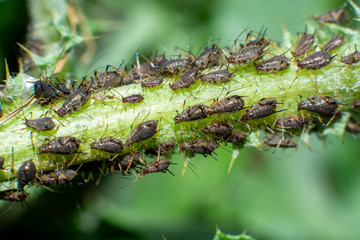 aphids