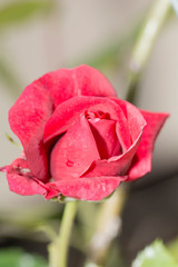 Rote Rose