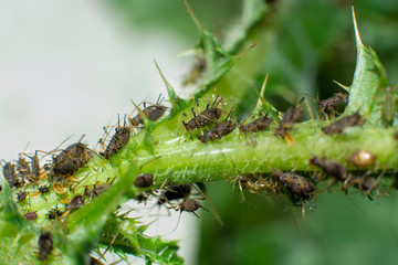 aphids