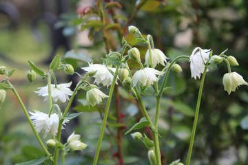 Summer whitetail in the garden