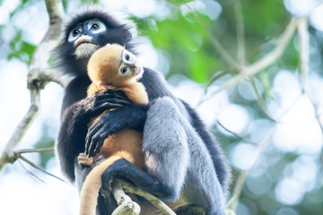 A newborn Dusky Leaf Monkey in mother’s arms.