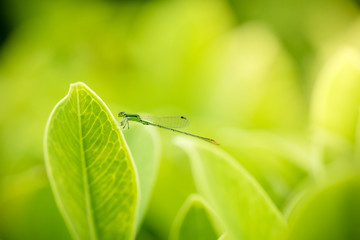 Green leaf nature i for wallpaper and background, Yellow color with copy space using as background natural green plants landscape