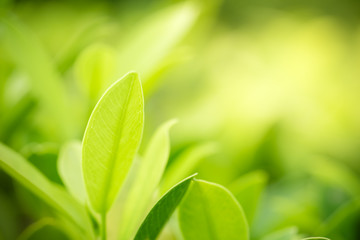 Green leaf nature i for wallpaper and background, Yellow color with copy space using as background natural green plants landscape