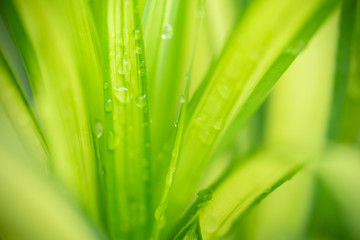 Green leaf nature i for wallpaper and background, Yellow color with copy space using as background natural green plants landscape