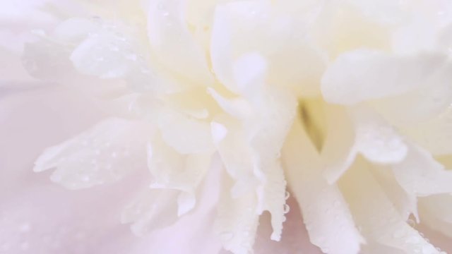 Gentle little peony petals in dew drops. Natural floral background