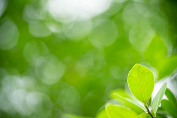 Green leaf nature i for wallpaper and background, Yellow color with copy space using as background natural green plants landscape