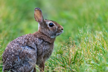 Fototapeta premium Young Eastern Cottontail (Sylvilagus Floridanus) rabbit on the grassy trail covered in morning dew