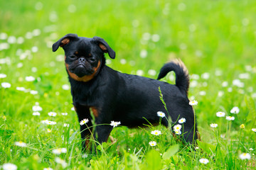 Griffon Bruxellois Dog Breed