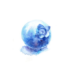 watercolor blueberry with shadow on white background