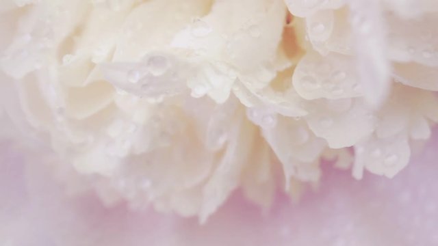 Petals of white peony with drops of dew rotate. Beautiful natural floral background
