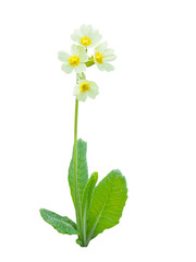 cowslip (Primula veris) in bloom, isolated on White background