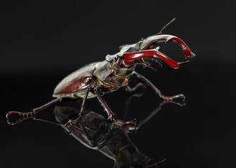 Stage beetle attitude of combat