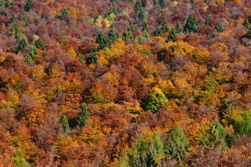 Fototapeta premium The hills are colored with autumn