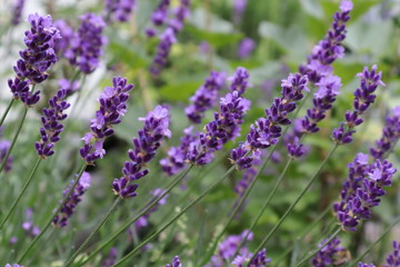 Lavendel