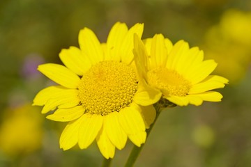 Two adjoining yellow daisy flowers in full bloom under the sun.