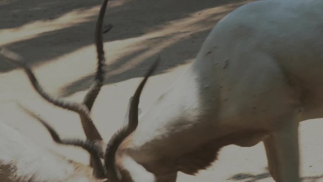 This video shows two wild addax antelope locking horns violently and fighting.