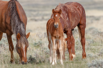 Wild mustang filly, and parents