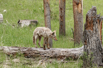 Coyote standing on a dead tree