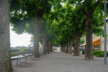 Fresh green trees tunnel in public city garden in Bern, The capital of Switzerland