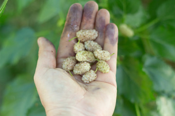 Naklejka na ściany i meble White Mulberry in the hands of women. fingers are stained with mulberry juice.