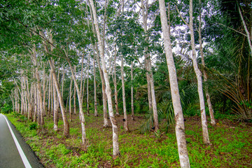 Rubber plantation, economic crop planting, forestry, rubber, plants and environment, forest growth, natural resources and oxygen, selective focus, blur background.