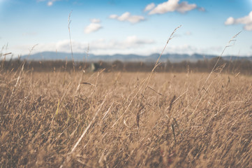 Fototapeta premium field of dried grass