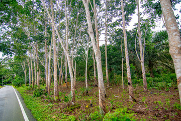 Rubber plantation, economic crop planting, forestry, rubber, plants and environment, forest growth, natural resources and oxygen, selective focus, blur background.
