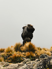 A giant groundsel against a foggy background at Mount Kenya