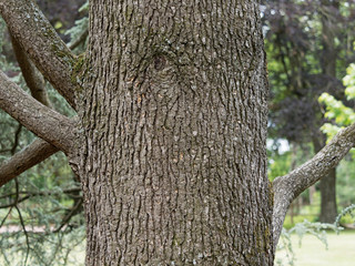 Tronc du Cedrus atlantica 