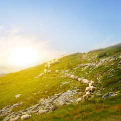 sheep herd walk on a green hill slope to the pass at the sunset