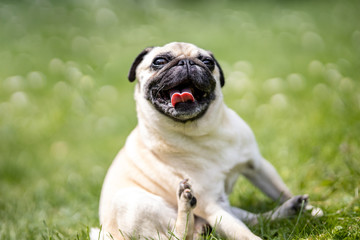 Hunderasse Mops mit Zunge im Portrait