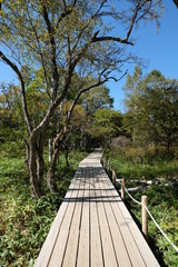 Obraz premium boardwalk