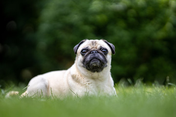 Hunderasse Mops liegend im grünen Garten