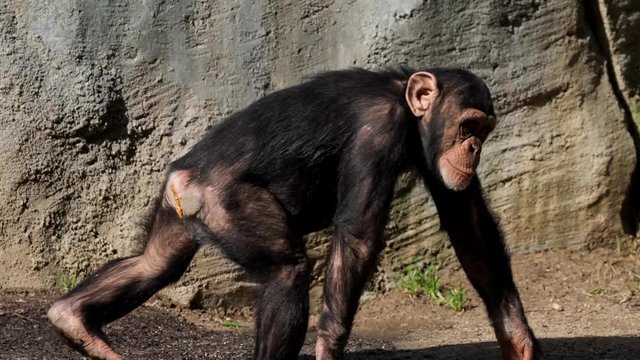 This outdoors video follows a wild chimpanzee that is surprised by something as it walks away over the river.