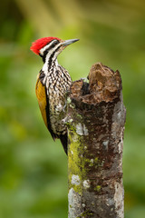 Common Flameback - Dinopium javanense - or Goldenback is a beautiful bird in the woodpecker family Picidae