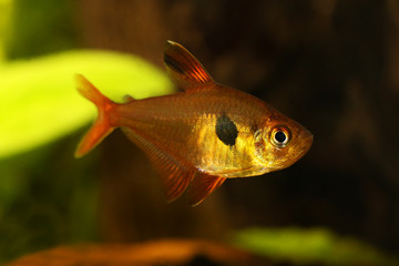 Serpae Tetra Aquarium Fish Hyphessobrycon eques  jewel tetra 