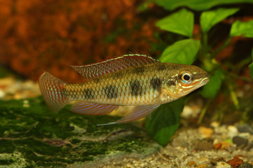 Checkerboard Cichlid Dicrossus maculatus aquarium fish dwarf cichlid 