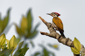 Common Flameback - Dinopium javanense - or Goldenback is a bird in the family Picidae