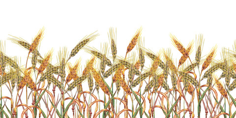 Seamless bottom border with wheat ears.