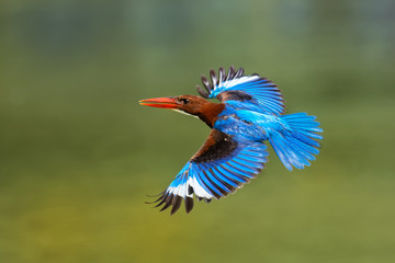 White-throated Kingfisher Halcyon smyrnensis on the branch, also known as the white-breasted kingfisher