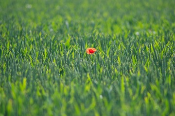 red poppy on green field