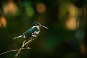 Green Kingfisher - Chloroceryle americana  resident breeding bird which occurs from southern Texas in the United States south through Central and South America to central Argentina
